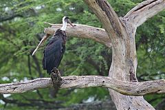 Woolly-necked Stork